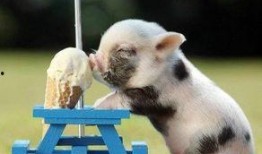 香港小猪爆料事件视频,揭秘背后惊人真相